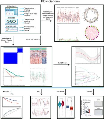 The categorizations of vasculogenic mimicry in clear cell renal cell carcinoma unveil inherent connections with clinical and immune features